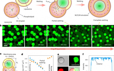 Nature Chemical Engineering：界面能介导的人工细胞膜的体相运输