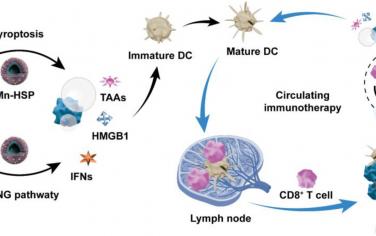 Biomaterials：基于细胞焦亡和STING通路的循环免疫治疗策略用于对抗肿瘤进展和转移