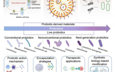 AM：益生菌的肠道输送:材料、策略和应用