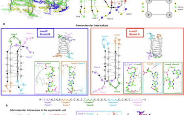 Nature Communications：胰岛素连锁多态区序列中i-motif DNA结构的结构解析