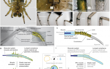 AFM：以蜘蛛腿为灵感的毫米级柔软外骨骼，由液体通过水合和电荷传输实现