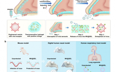 Nat Commun：用于保护呼吸道免受病毒气溶胶侵害的鼻内面罩