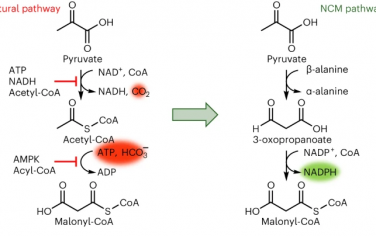 Nature Catalysis：设计不含羧酸化的丙二酰辅酶A合成方法