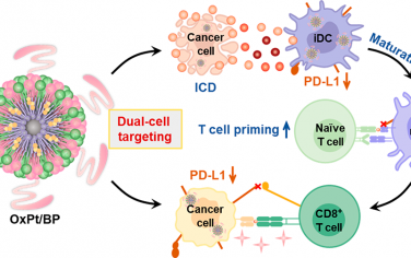ACS Nano：免疫原性双功能纳米颗粒可抑制癌细胞和树突状细胞中的PD-L1以增强适应性免疫和化学-免疫治疗