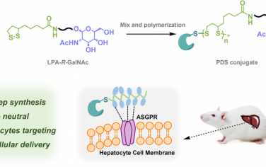 JACS：N-乙酰化半乳糖胺功能化的聚二硫化物偶联物用于实现具有器官/细胞选择性的生物制剂胞内递送