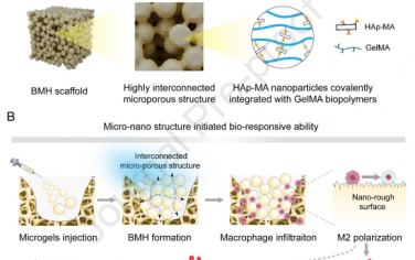 Biomaterials：具有结构驱动的生物响应性的可注射纳米复合水凝胶用于实现高效的骨再生