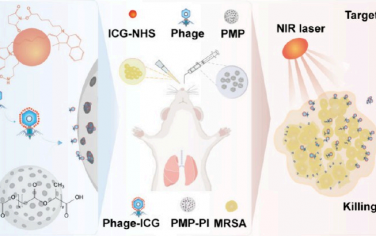 Nano Lett：可吸入的聚合物微粒用于实现对耐甲氧西林金黄色葡萄球菌肺炎的噬菌体-光热协同治疗