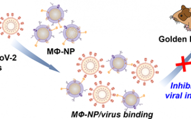 Nano Lett：利用细胞纳米颗粒治疗体内冠状病毒感染