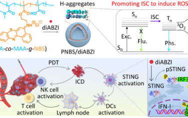 JACS：I型光敏剂-聚合体可通过H聚集促进活性氧的产生以增强STING免疫治疗