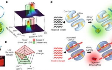 Nature Nanotechnology：一种在核酸酶消化时改变荧光颜色的非FRET DNA报告子