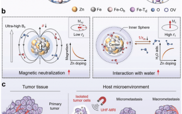 Adv. Mater：结构缺陷助力的磁中性纳米探针用于对体内分离的肿瘤细胞进行超高场磁共振成像