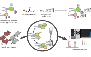 Nature Chemistry：重氮丁酮辅助的磷脂和硫酸化糖脂的等压标记能够使用串联质谱实现多重定量脂质组学