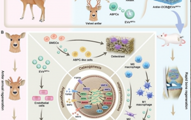 Adv. Mater.:一种新型鹿角骨移植引发快速骨再生