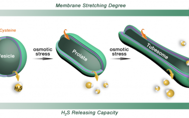 Angew：通过管状聚合物的膜伸展释放H2S气体分子
