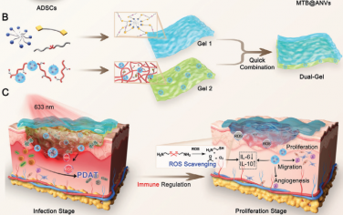 Adv. Mater：双层水凝胶包埋干细胞源性纳米囊泡用于实现程序性ROS调节和组织再生以促进烧伤愈合