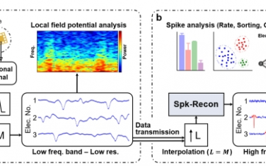 Nat Commun：基于机器学习的低频和低采样率记录的高频神经元尖峰重建