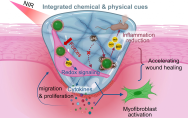 Nano Lett：微环境与近红外控制的ROS和机械张力用于调控伤口愈合中的细胞活性