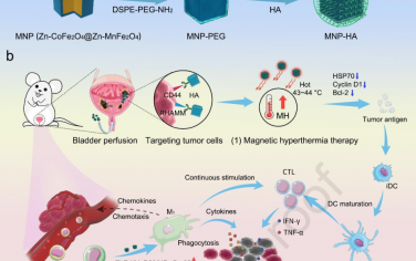 Biomaterials：利用温和磁热疗法激活原发性膀胱癌的免疫反应