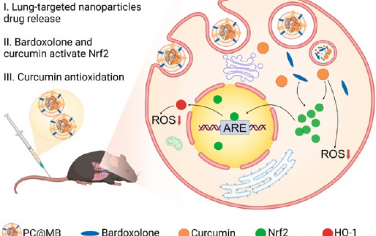 Nano Lett：具有抗氧化和Nrf2激活特性的仿生肺靶向纳米粒子用于治疗缺血/再灌注诱导的急性肺损伤