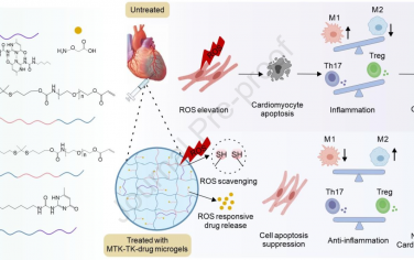 Biomaterials：能够实现ROS响应性释药的可注射微凝胶用于改善心肌梗死