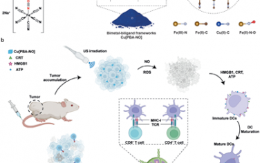 Adv. Mater：双金属-双配体框架用于实现时空一氧化氮增强的超声-免疫治疗