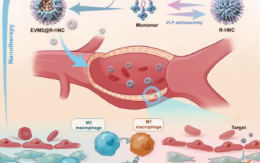 Adv. Mater：双靶向多功能生物相容性纳米药物能够优化微环境以治疗腹主动脉瘤