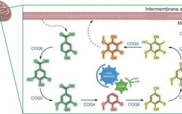 Nature Catalysis：体外构筑COQ代谢过程揭示辅酶Q的重要作用