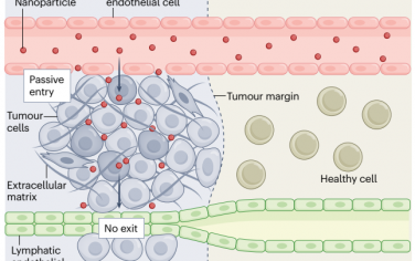 Nat. Rev. Bioeng：纳米粒子递送到实体肿瘤的机制