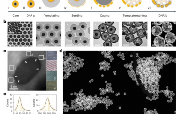 Nature Nanotechnology：带有DNA离合器的磁力纳米机器