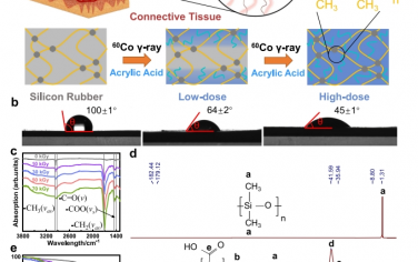 Nat Commun：受结缔组织启发的基于弹性体的水凝胶，通过辐射诱导的渗透聚合用于人造皮肤