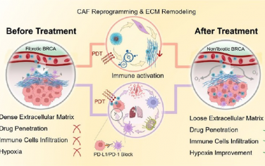 ACS Nano：重塑肿瘤细胞外基质和重编程癌症相关成纤维细胞以打破肿瘤物理屏障和实现光动力-免疫治疗