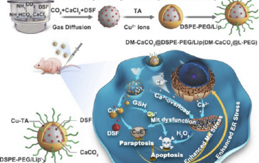 ACS Nano：负载双硫仑的Ca2+/Cu2+双离子纳米陷阱可诱导细胞凋亡和类凋亡以用于乳腺癌治疗