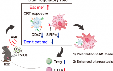 Nano Lett：胞内磁热可同时下调CD47和SIRPα以增强抗肿瘤免疫