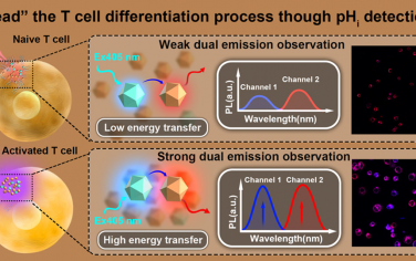 ACS Nano：基于AIE的双发射纳米探针用于检测细胞内pH值和揭示分化淋巴细胞的代谢变化