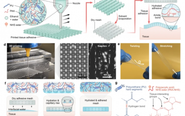 Nat. Commun.：一种3D打印的组织粘合剂
