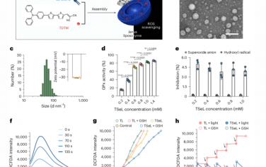 Nature Nanotechnology：Janus脂质体对糖尿病感染伤口氧化还原和免疫稳态的调节作用