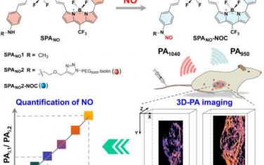 Angew：近红外二区光声探针用于对肿瘤一氧化氮进行体内高空间分辨率定量成像