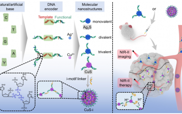 Angew：对分子纳米结构进行拓扑单链DNA编码和可编程组装以用于NIR-II癌症诊疗
