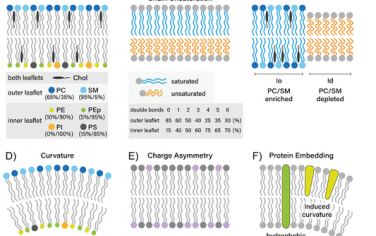 Adv Mater综述：脂质膜的化学组成和功能调控