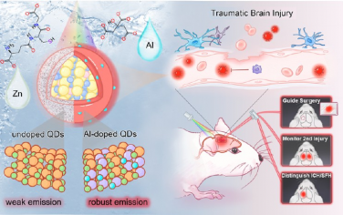 ACS Nano：具有高效近红外荧光的水相生长量子点用于创伤性脑损伤诊断和手术监测