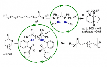 JACS：硫族弱相互作用催化活化酯