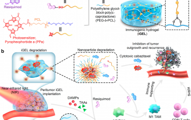 ACS Nano：可注射近红外线光激活原位免疫原性水凝胶促进癌免疫循环增强抗癌免疫