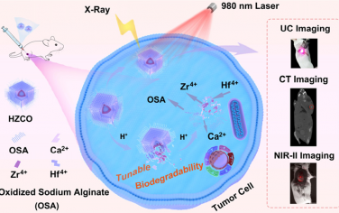 Nano Lett：氟化的铪和锆共同实现核-多壳异质纳米晶体的可调生物降解性以用于生物成像