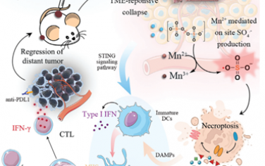 Adv. Mater：基于硫酸盐自由基的原位疫苗可同时激活坏死性凋亡和STING通路以增强全身抗肿瘤免疫