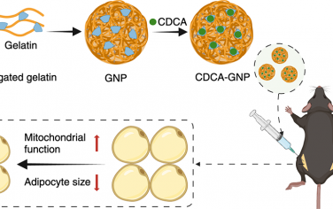 Nano Lett：负载鹅脱氧胆酸的纳米粒子可通过诱导线粒体功能减小脂肪细胞的大小