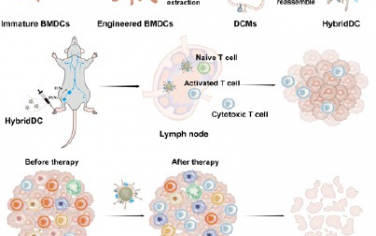 ACS Nano：基于仿生树突状细胞的纳米疫苗可重编程免疫微环境以增强肿瘤免疫治疗
