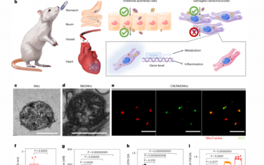 Nature Nanotechnology：应用纳米马达进行口服线粒体移植治疗缺血性心脏病