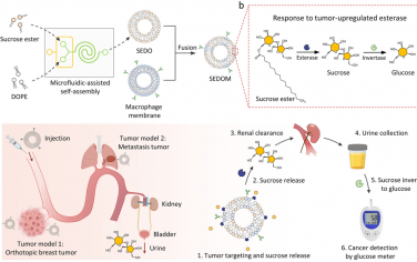 Angew：蔗糖供能的脂质体纳米传感器用于实现基于尿液葡萄糖计量仪的癌症监测