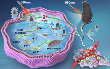 ACS Nano：光触发的纳米酶可重塑肿瘤乏氧及免疫抑制微环境以促进铁死亡和增强抗肿瘤免疫