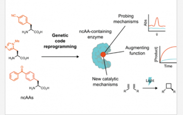 Chem. Rev.：生物催化中的非经典氨基酸